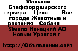 Малыши Стаффордширского терьера  › Цена ­ 1 - Все города Животные и растения » Собаки   . Ямало-Ненецкий АО,Новый Уренгой г.